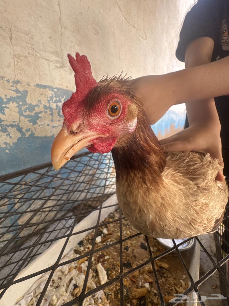 70 chickens and a rooster63470760653059111