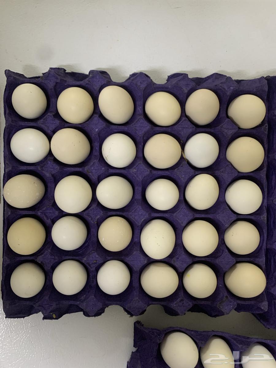Daily fresh eggs for sale63013140985091111