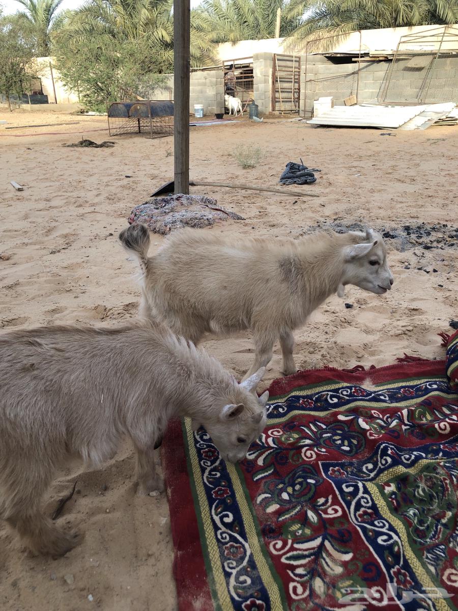 Dwarf goat63013609933571111