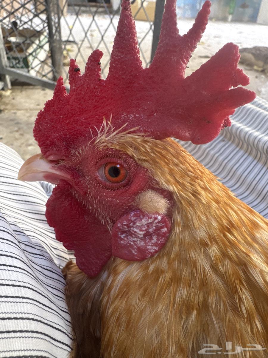 70 chickens and a rooster63470760653059113