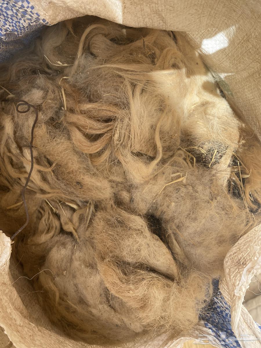 Sheep wool63014037844611111