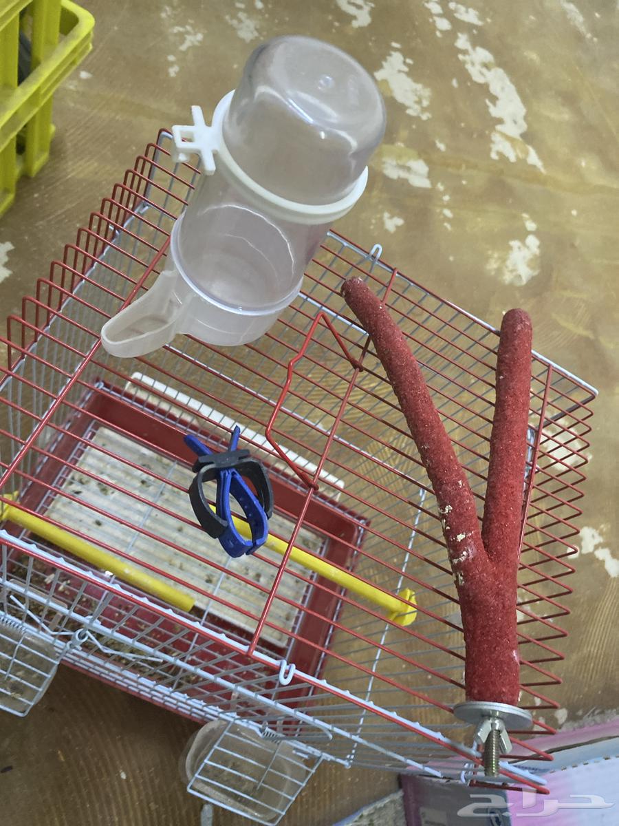 New bird cage63016320807170113