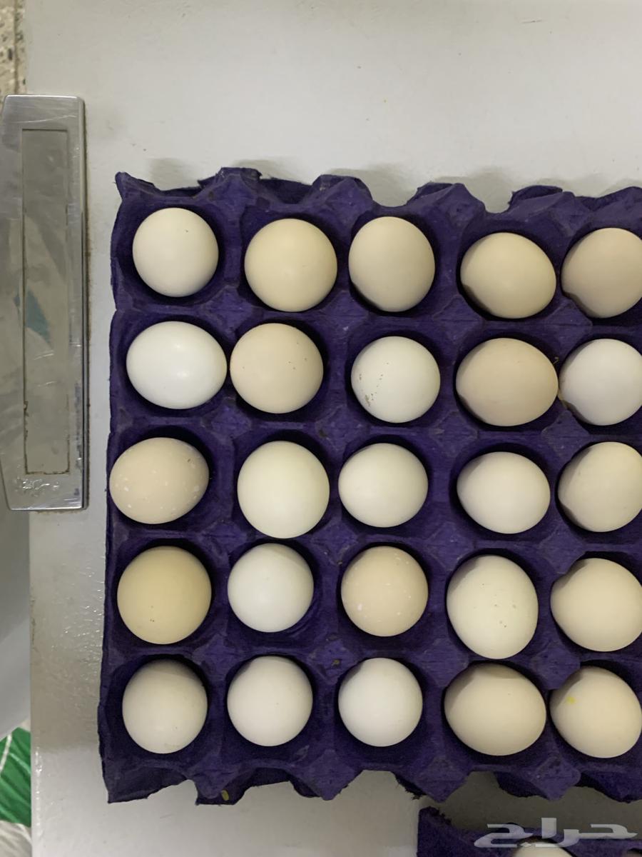 Daily fresh eggs for sale63013140985091112