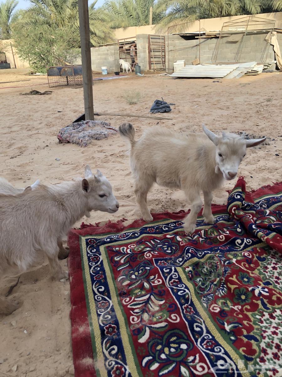 Dwarf goat63013609933571112