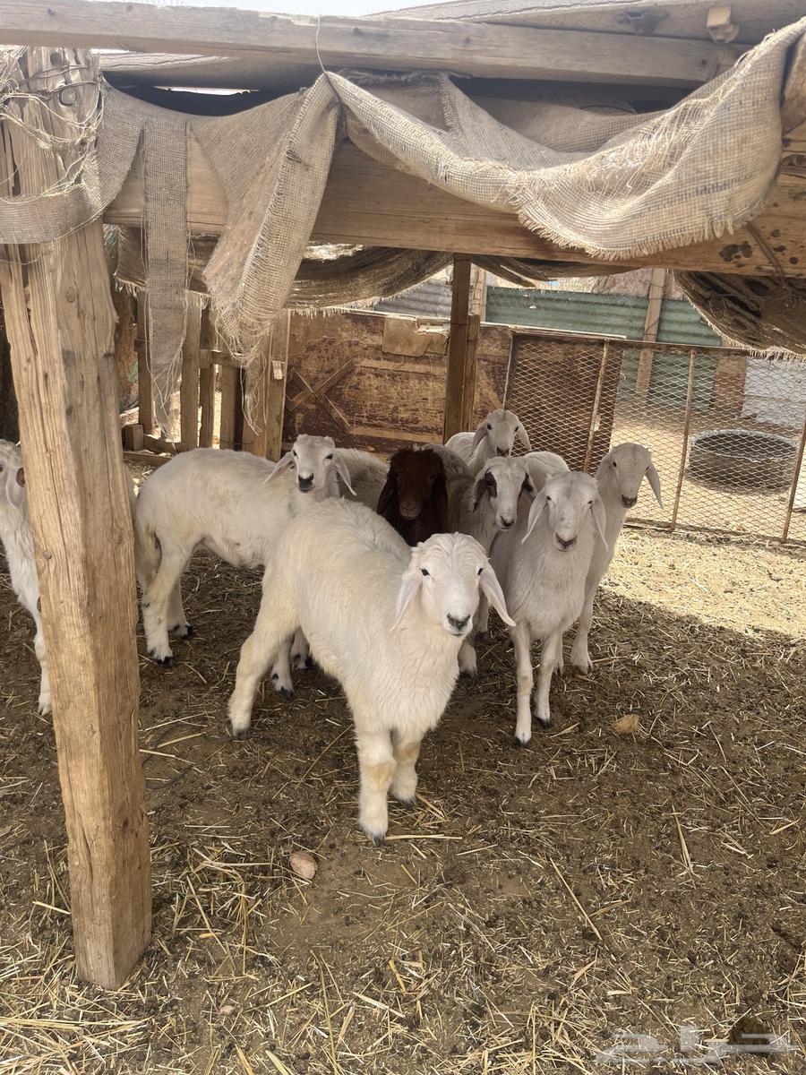 Slaughterhouses for sale63014978584961112