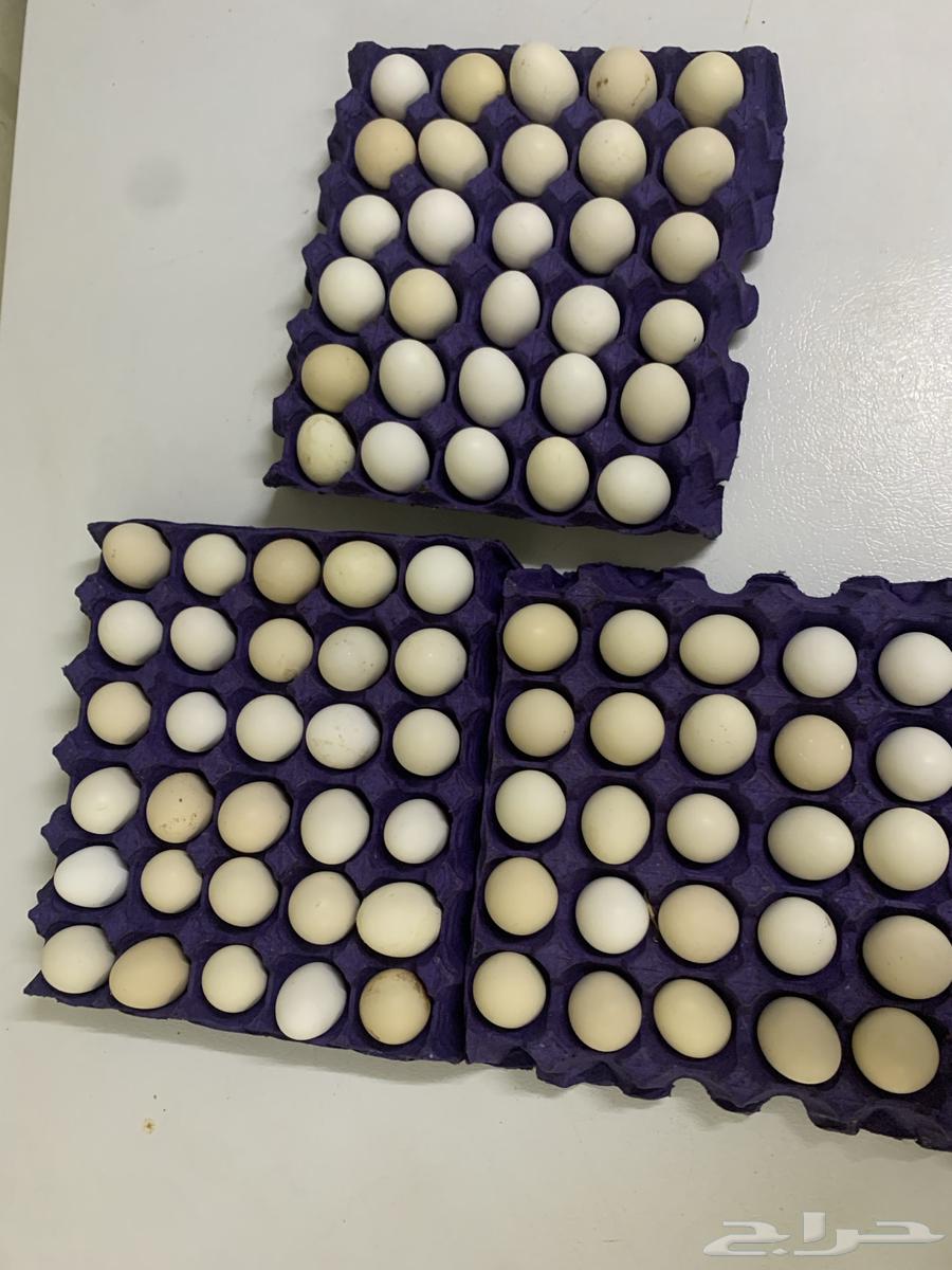 Daily fresh eggs for sale630131409850911115