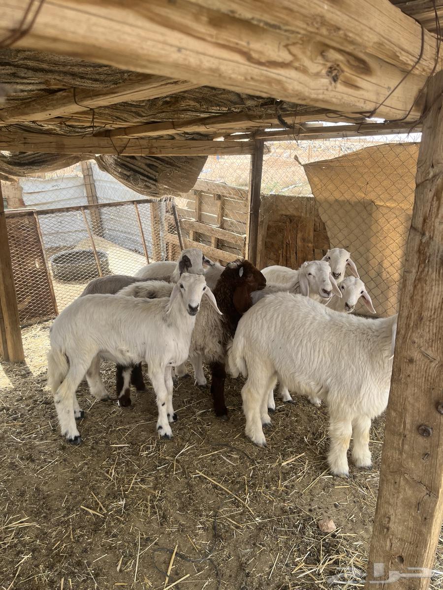 Slaughterhouses for sale63014978584961111