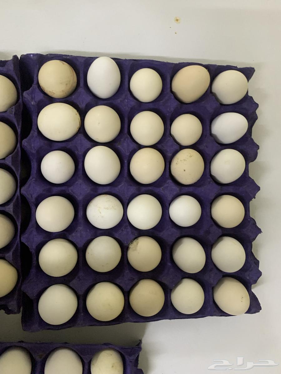Daily fresh eggs for sale63013140985091113