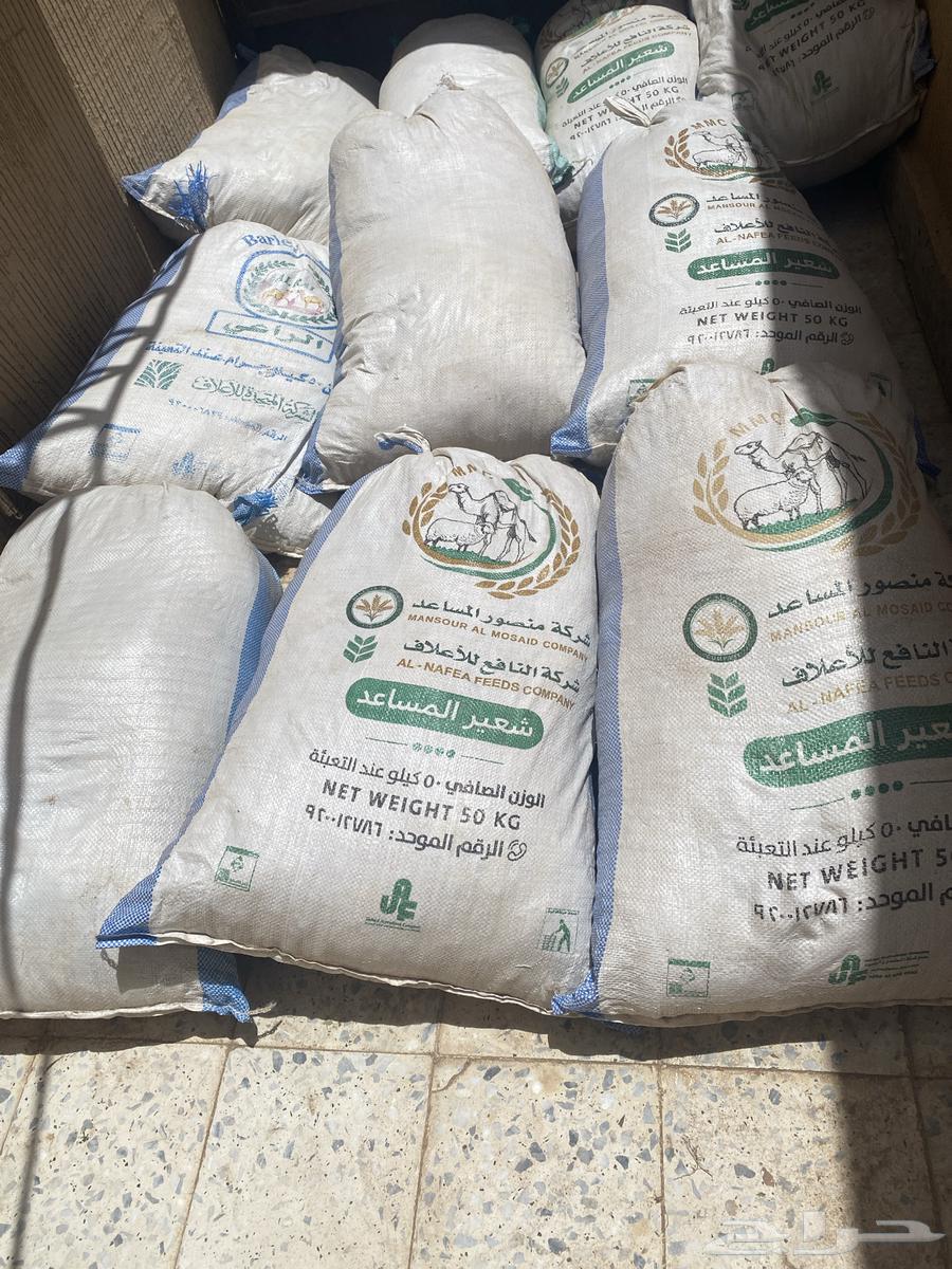 Sheep wool630140378446111121