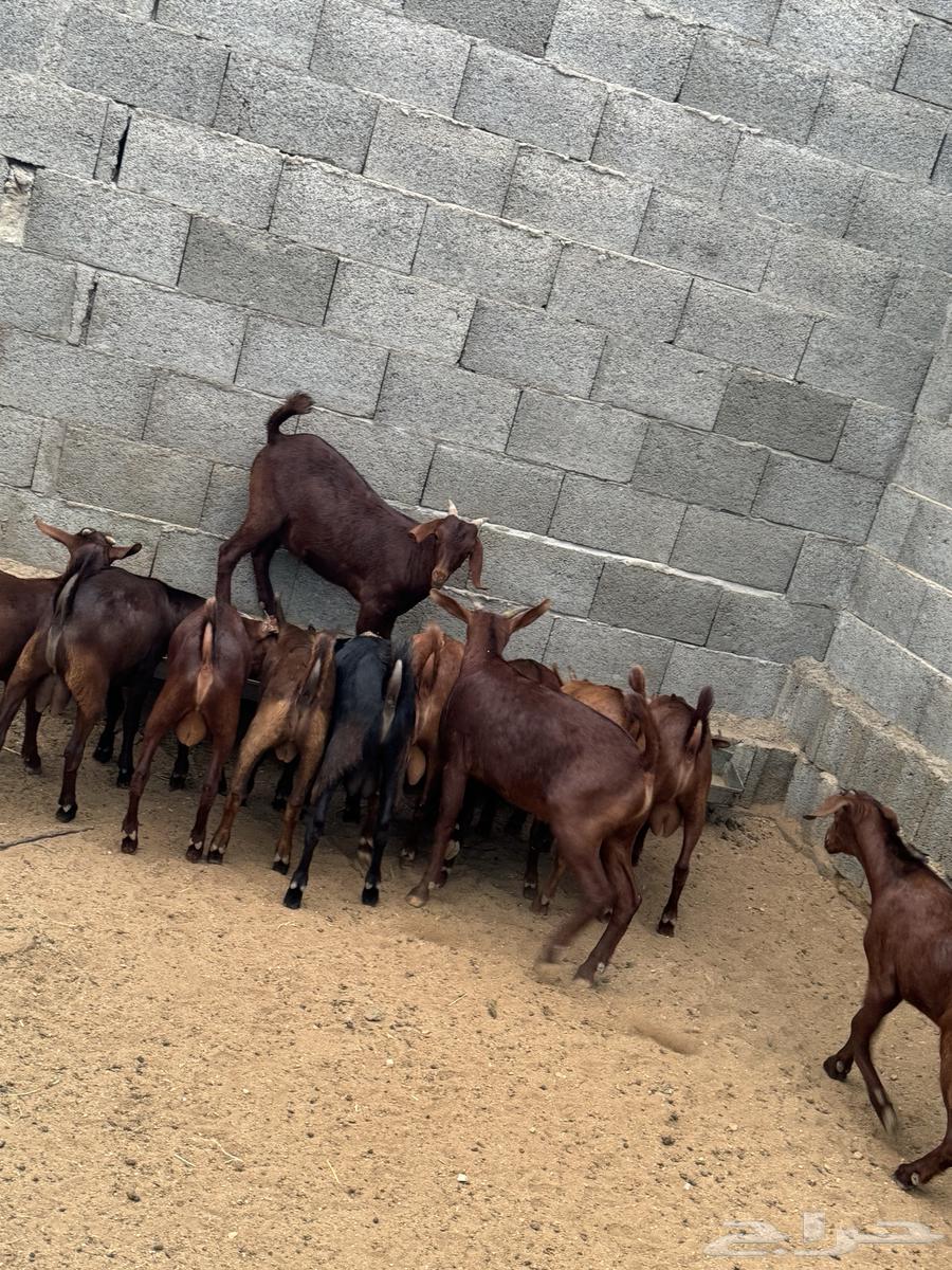 15 male goats for sale, age 7 months63012710953473111