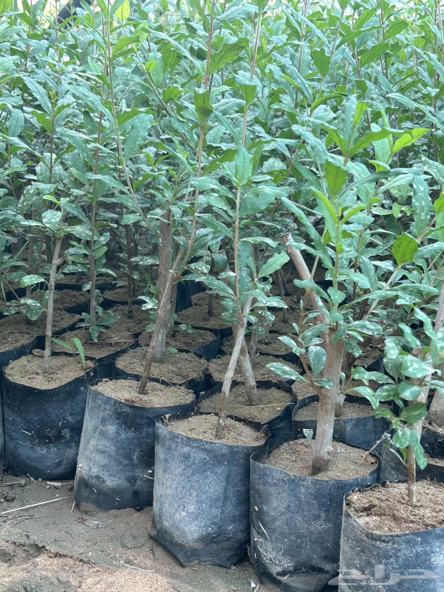 Artemisia Absinthium Seedlings63014016865665111