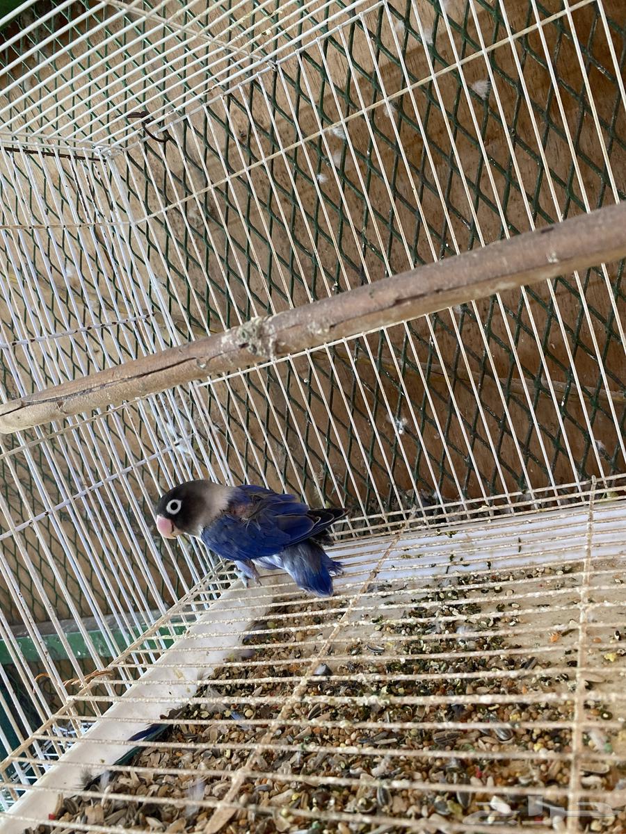Female fisher630145190476811125