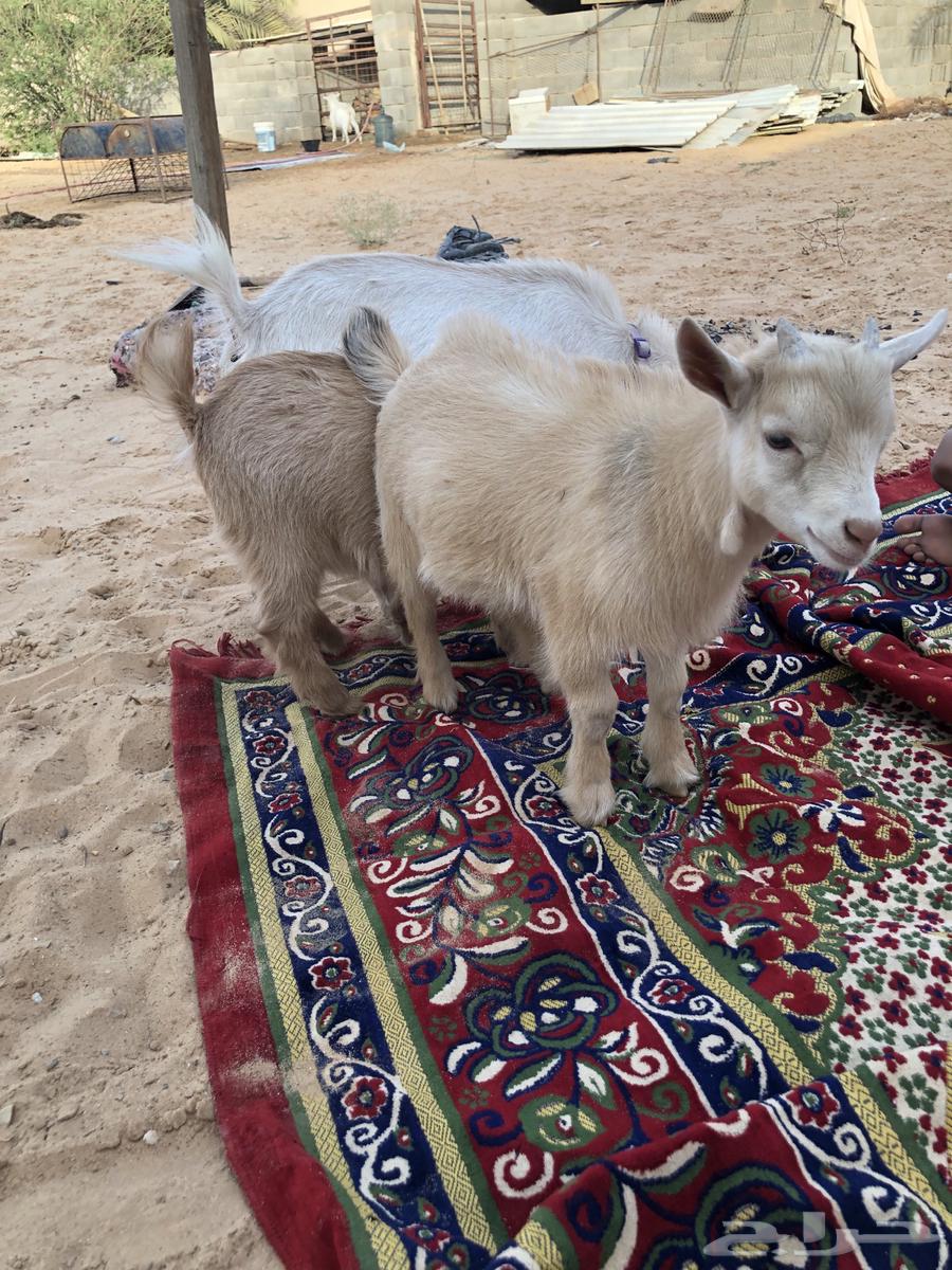 Dwarf goat63013609933571113