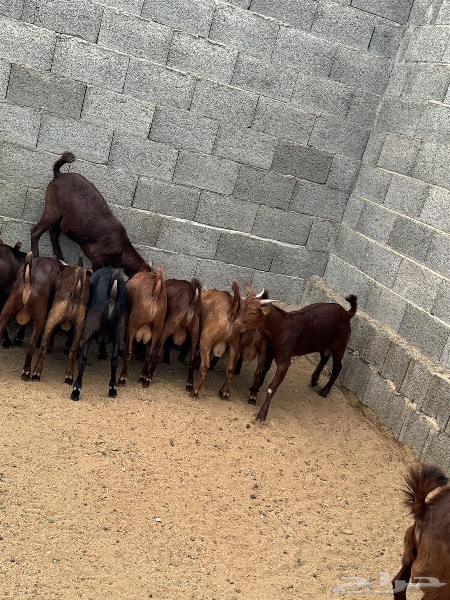 15 male goats for sale, age 7 months63012710953473112