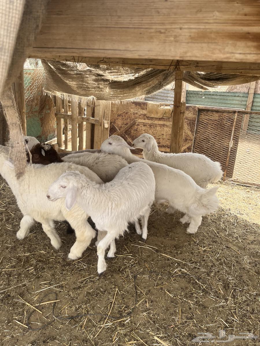 Slaughterhouses for sale63014978584961114