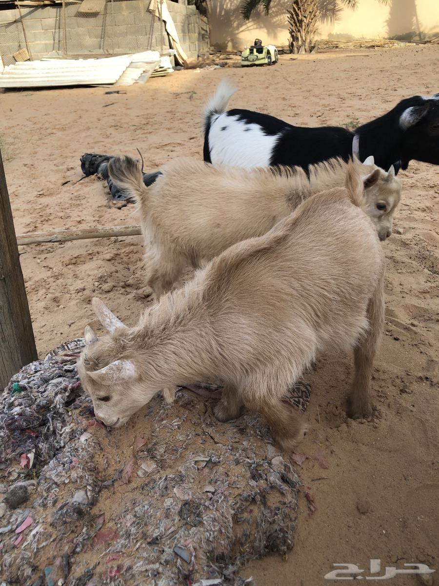 Dwarf goat630136099335711119