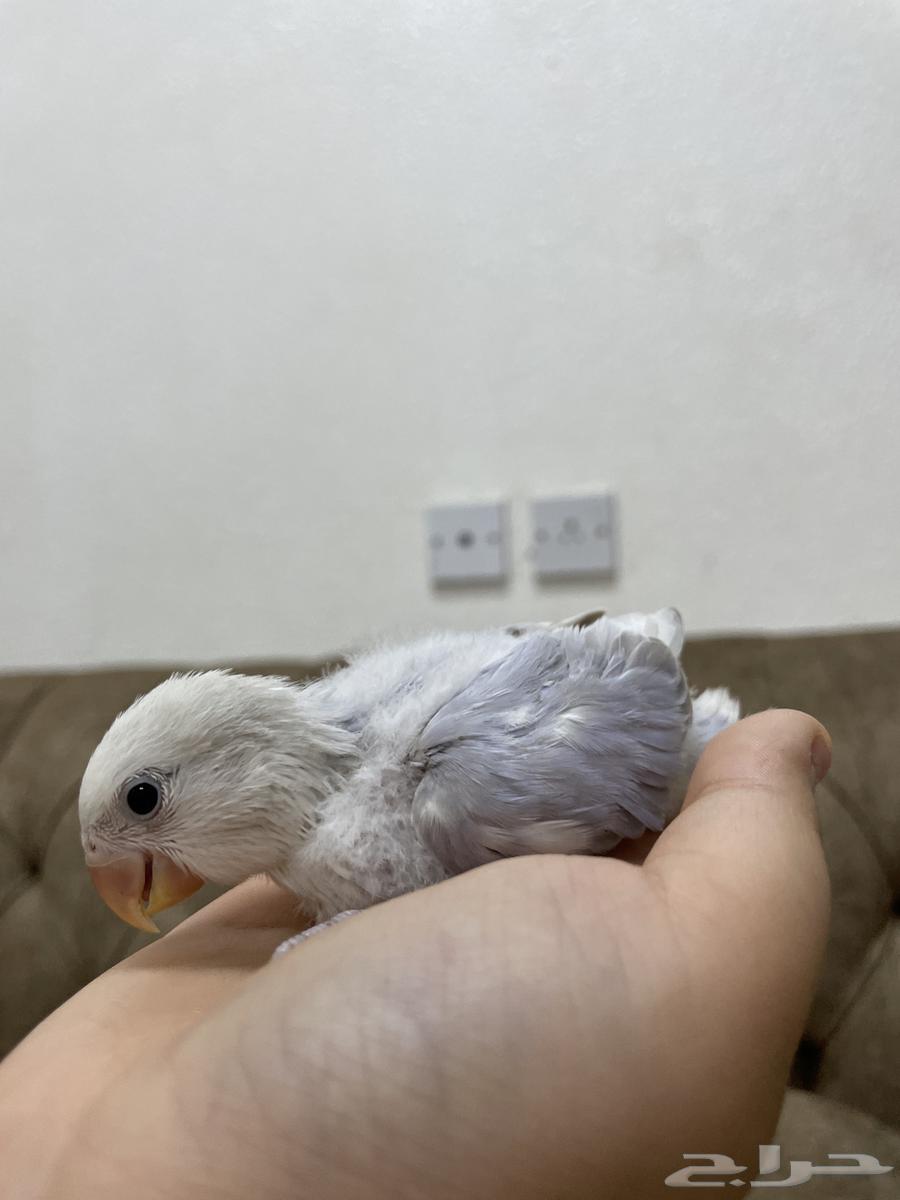 تم البيع63012699507075111