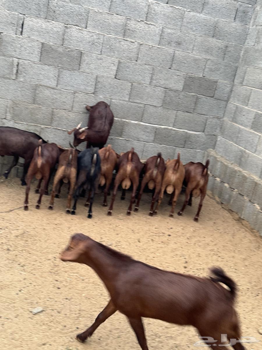 15 male goats for sale, age 7 months630127109534731118