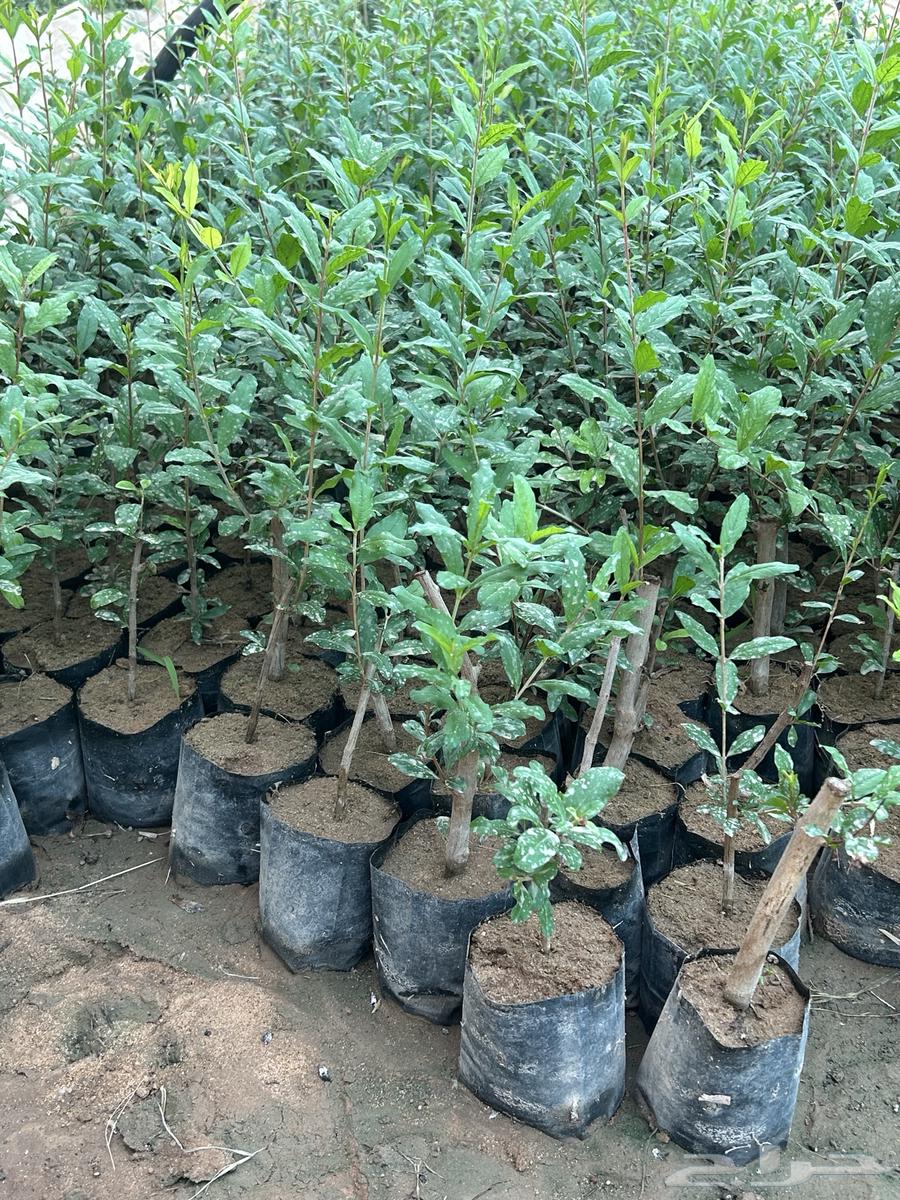 Artemisia Absinthium Seedlings63014016865665112