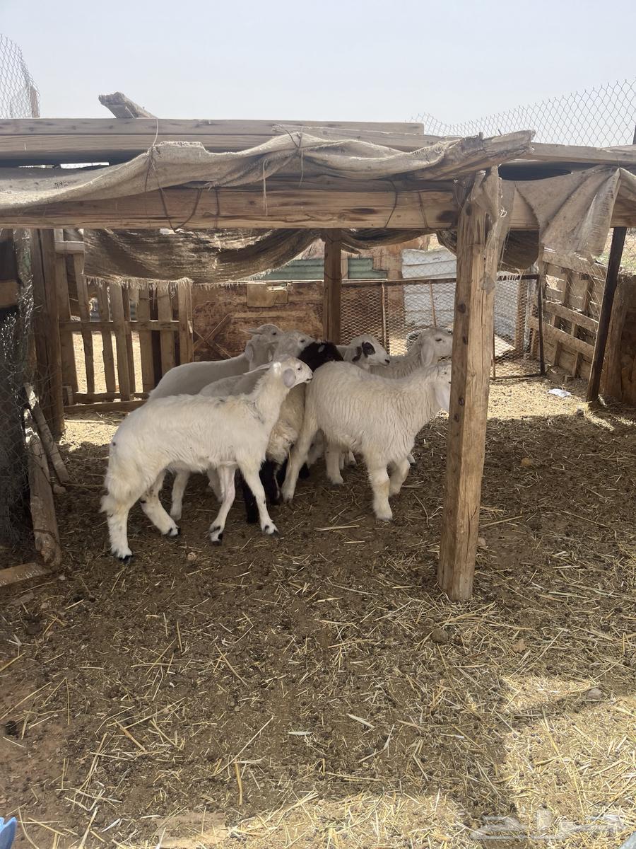 Slaughterhouses for sale63014978584961113