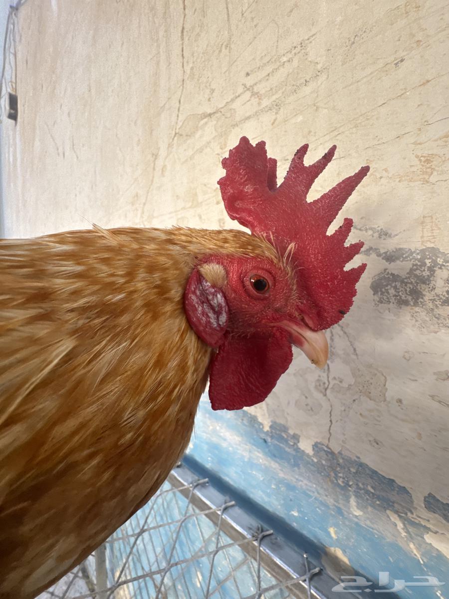 70 chickens and a rooster634707606530591129