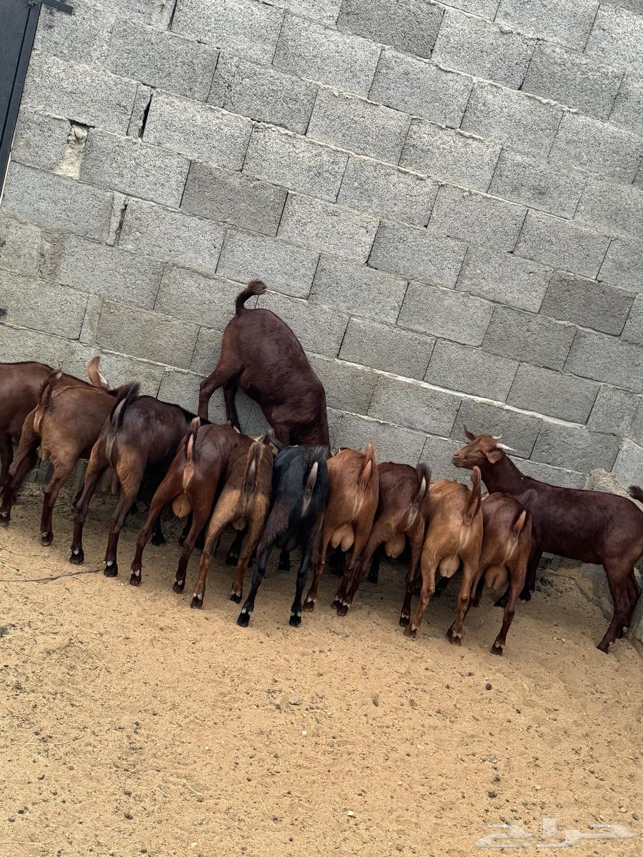 15 male goats for sale, age 7 months63012710953473113