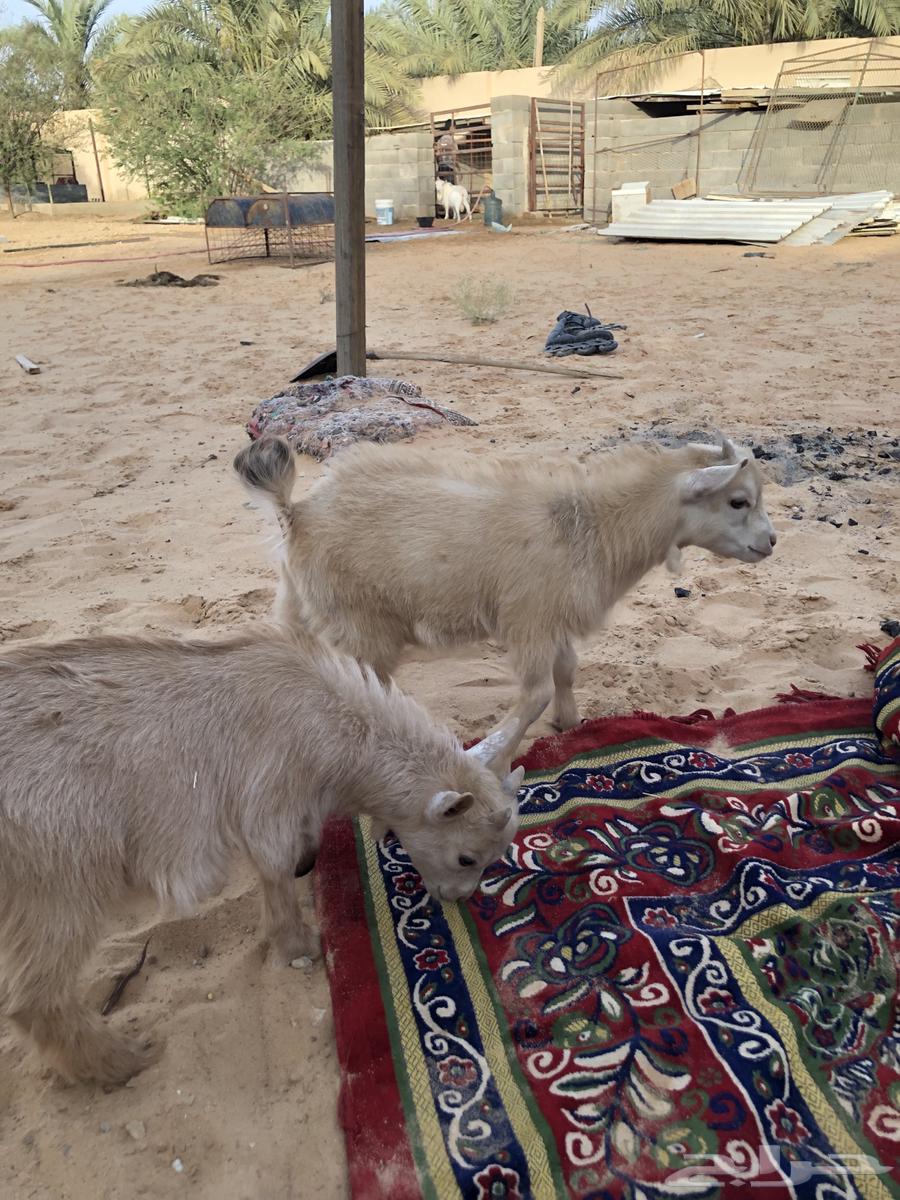 Dwarf goat63013609933571114