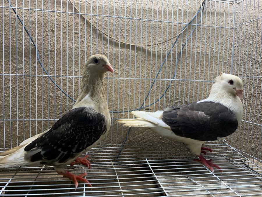 زوج زاجل630122329349141115