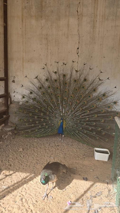 Peacocks63617887315458113