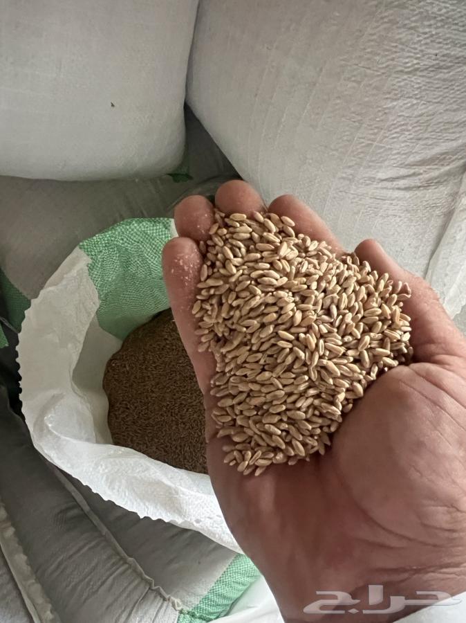 For sale, white wheat63015469099905112