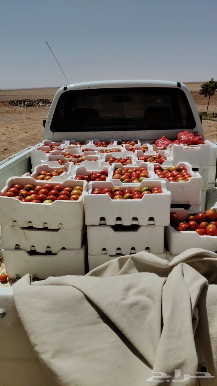 Tomato orange63013125119361111