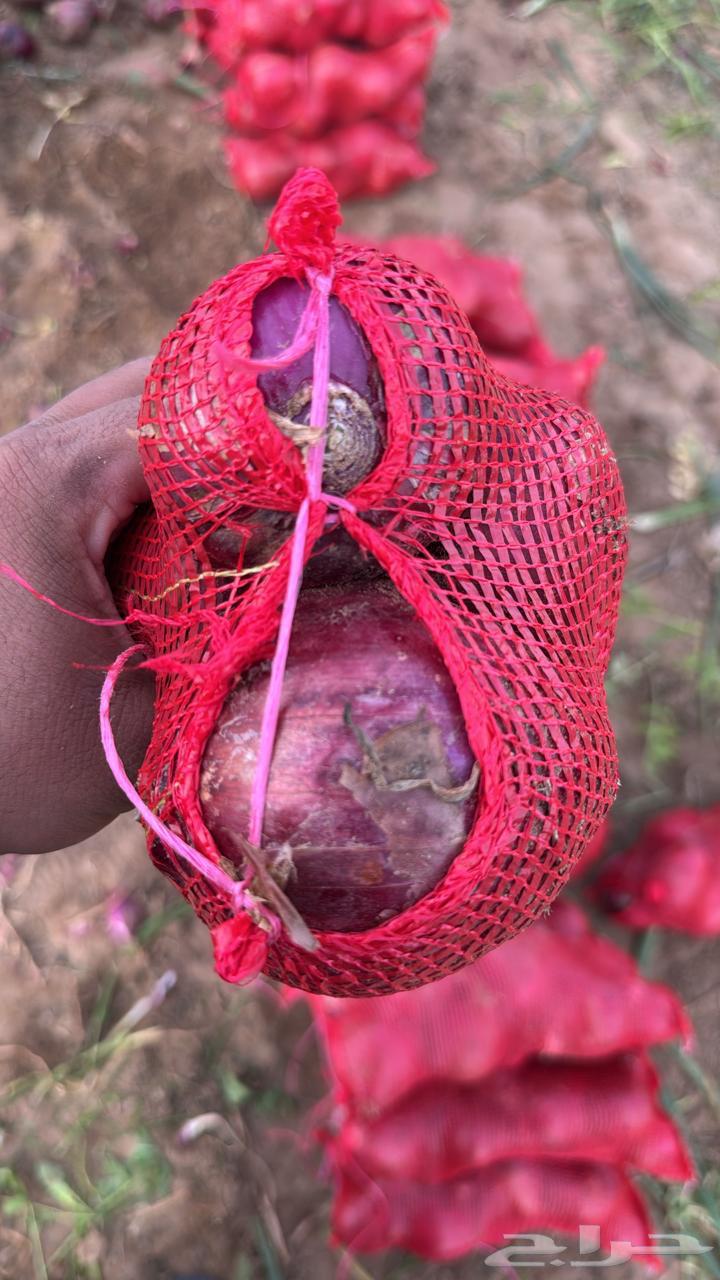 Local onions harvested today63013615233537111