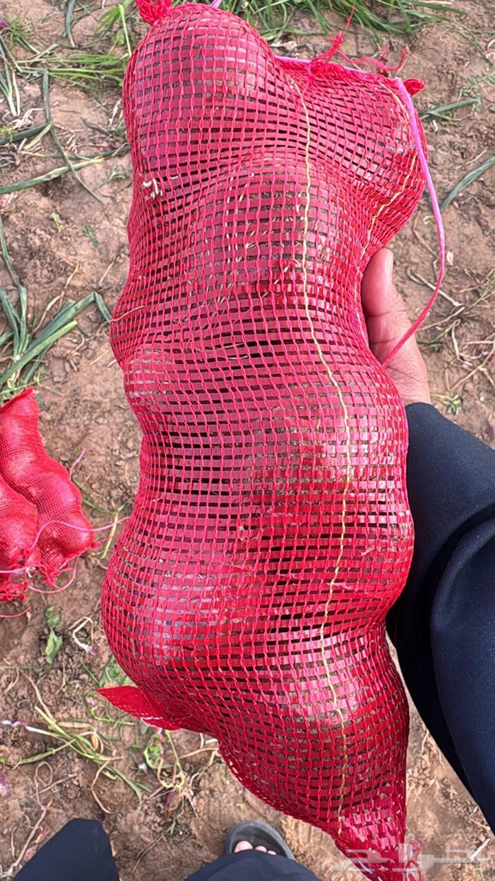 Local onions harvested today630136152335371111