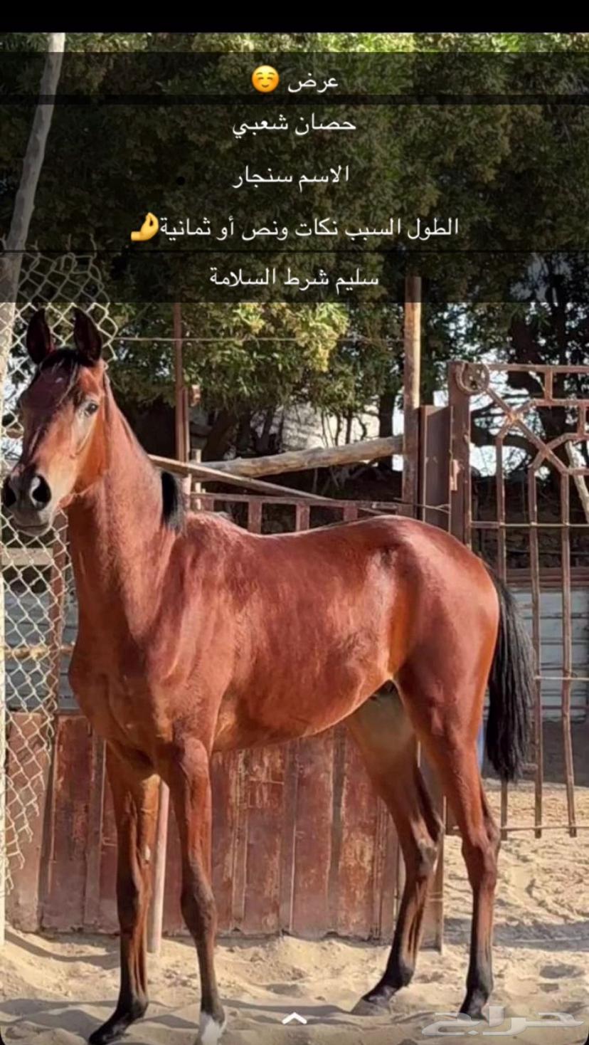 حصان شعبي630140322067231118