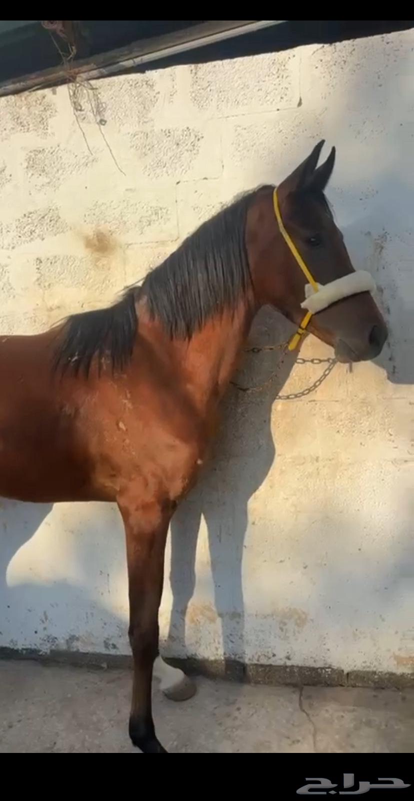 حصان شعبي63014032206723113
