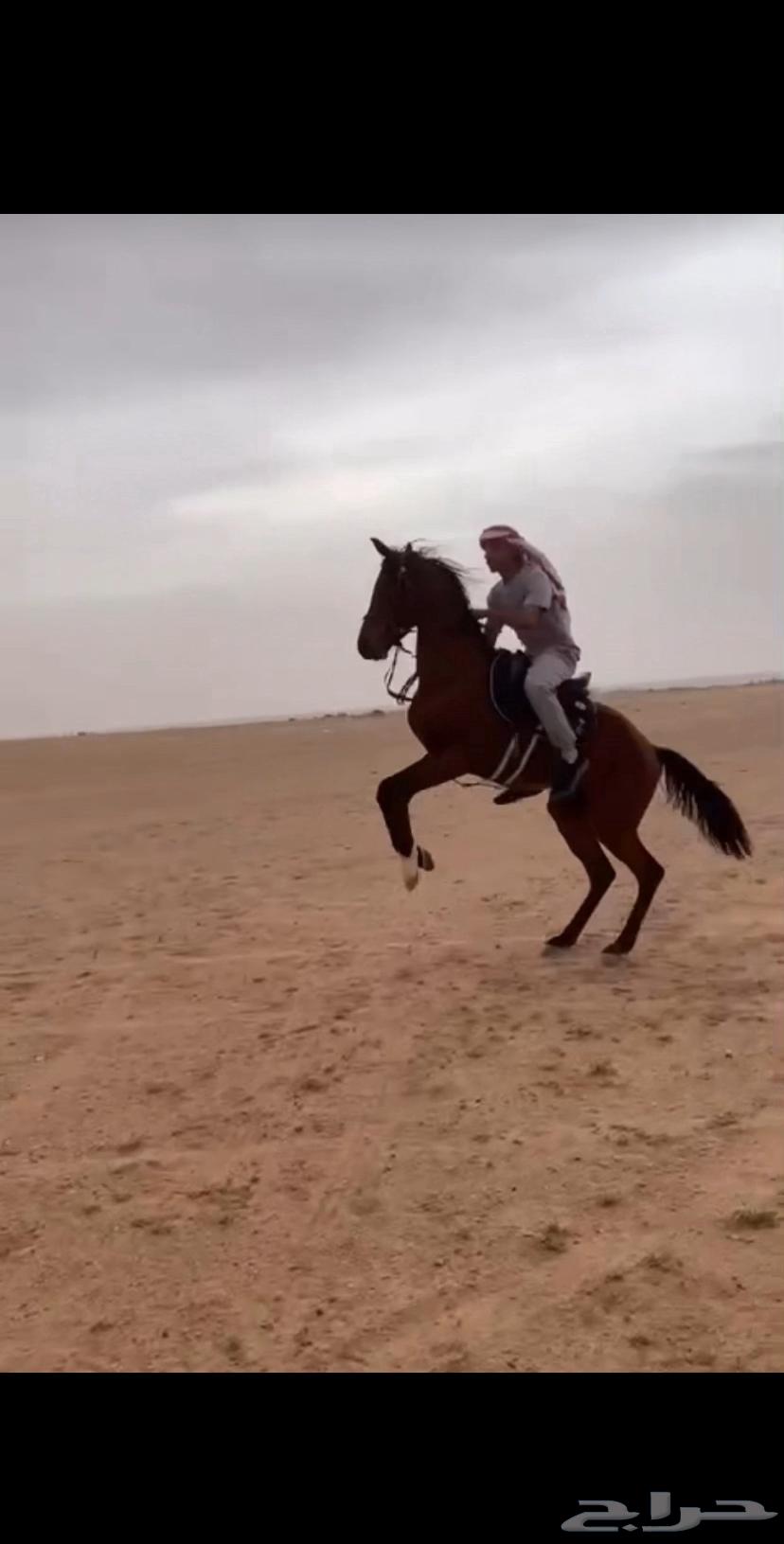 حصان شعبي63014032206723112