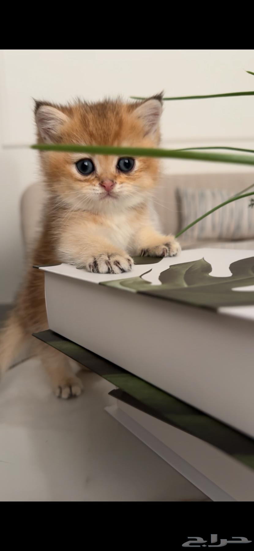 سكوتش ذكر للبيع63480535387779112