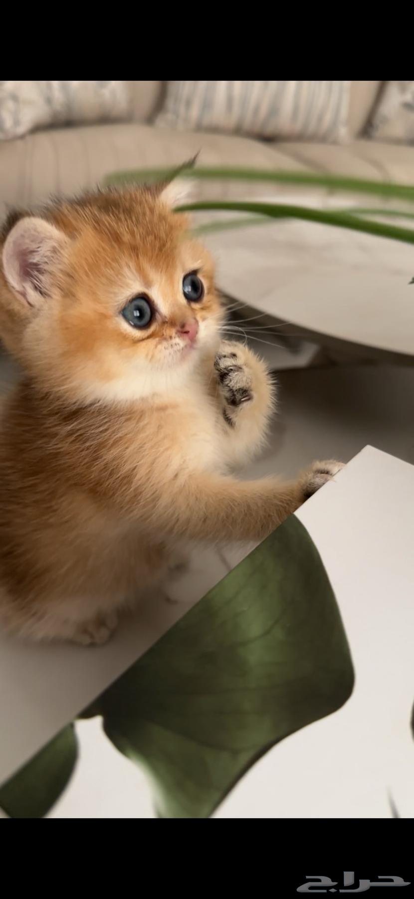 سكوتش ذكر للبيع63480535387779111