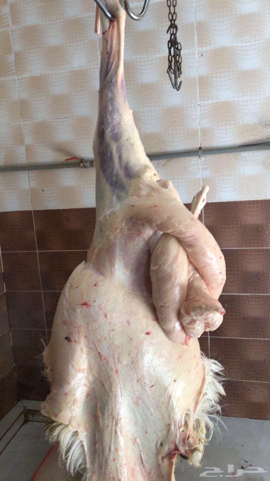 ملحمة افاق الشبل لبيع الخرفان وتيوس ب الكامل والنص63013152246913113