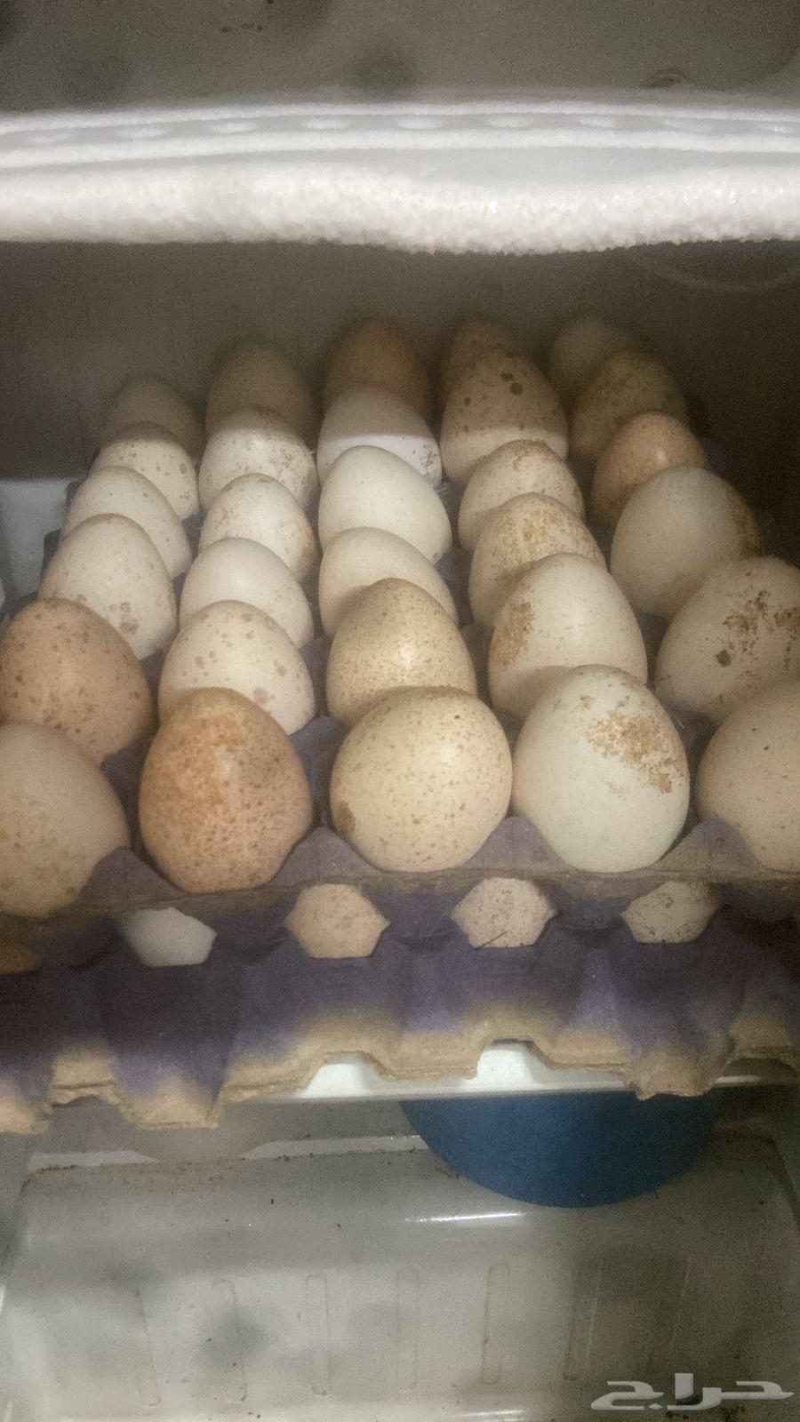Fertilized turkey eggs, God willing630131355877151116
