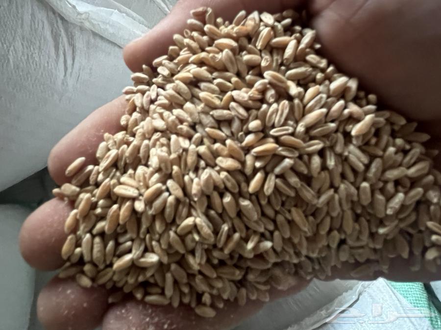 For sale, white wheat63015469099905111