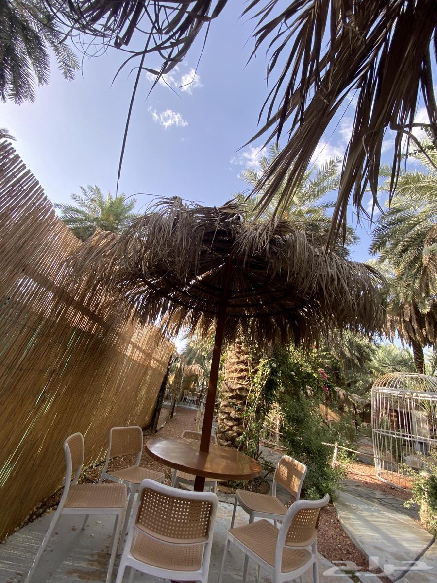 Palm fronds, date palm leaves, their transportation is included throughout the kingdom63064401942657113