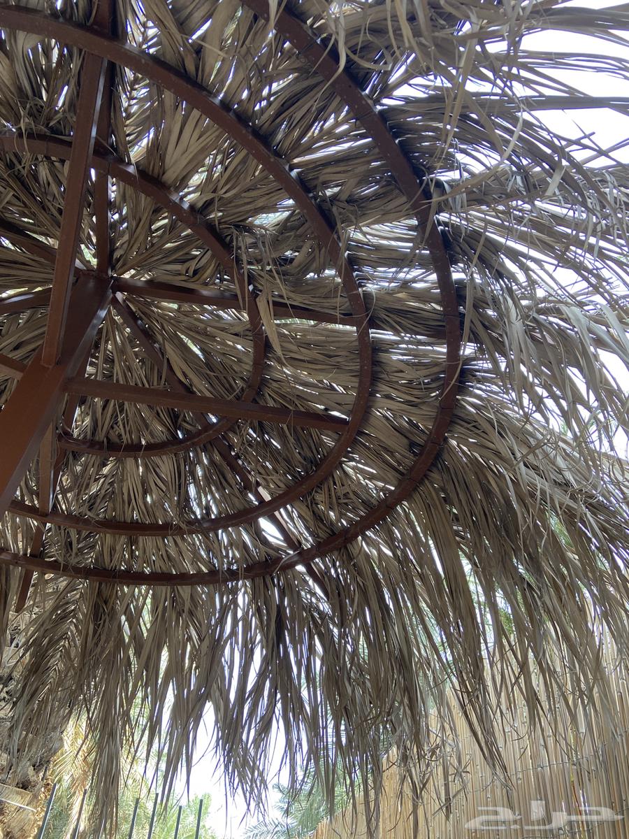 Palm fronds, date palm leaves, their transportation is included throughout the kingdom63064401942657114
