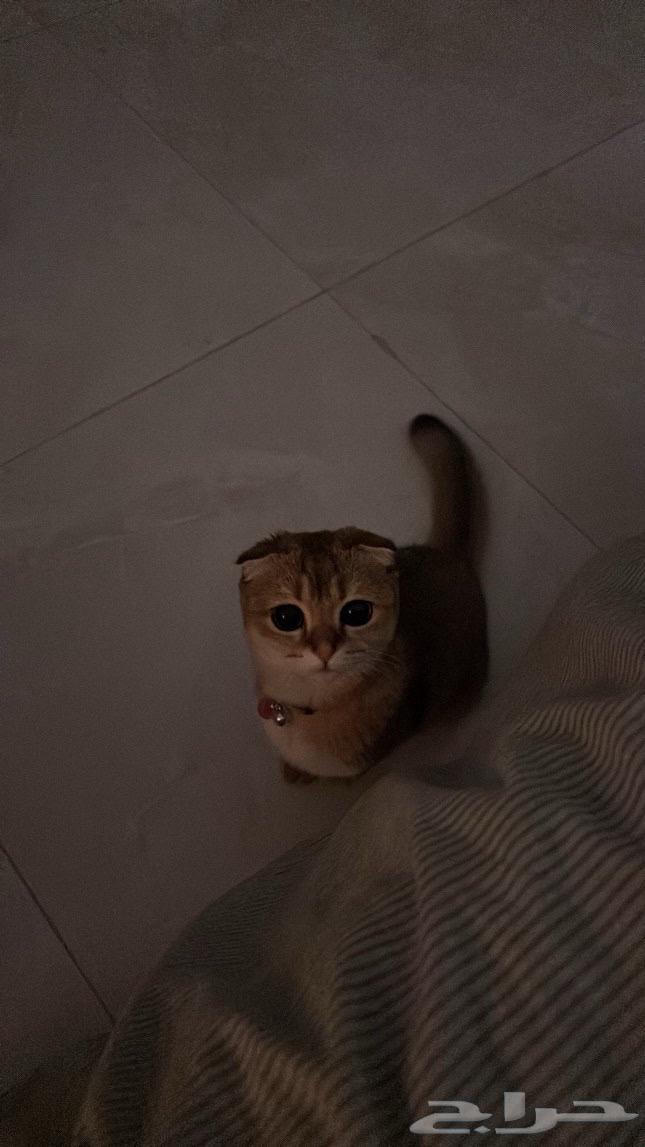 A female Scottish Fold golden cat for sale63213118708355113