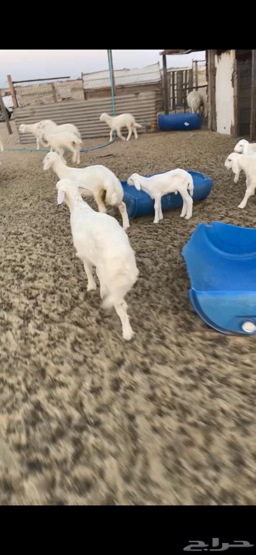 خرفان حريه63258884828673112