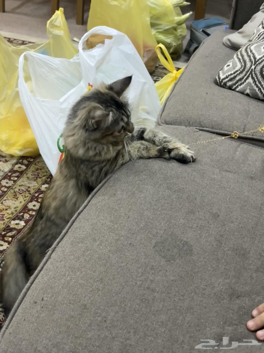 قطة للبيع63028574068738111