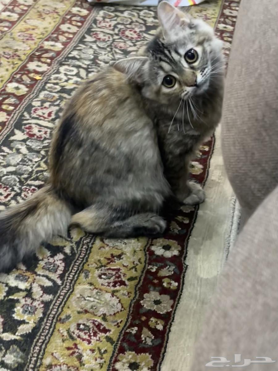 قطة للبيع63028574068738114