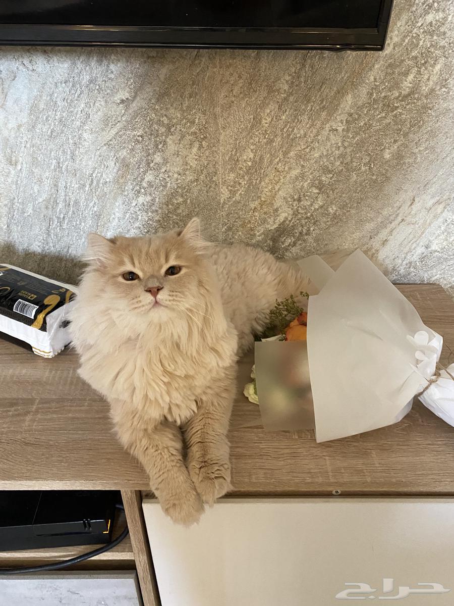 Cats for adoption with their supplies for 30063078961767809111