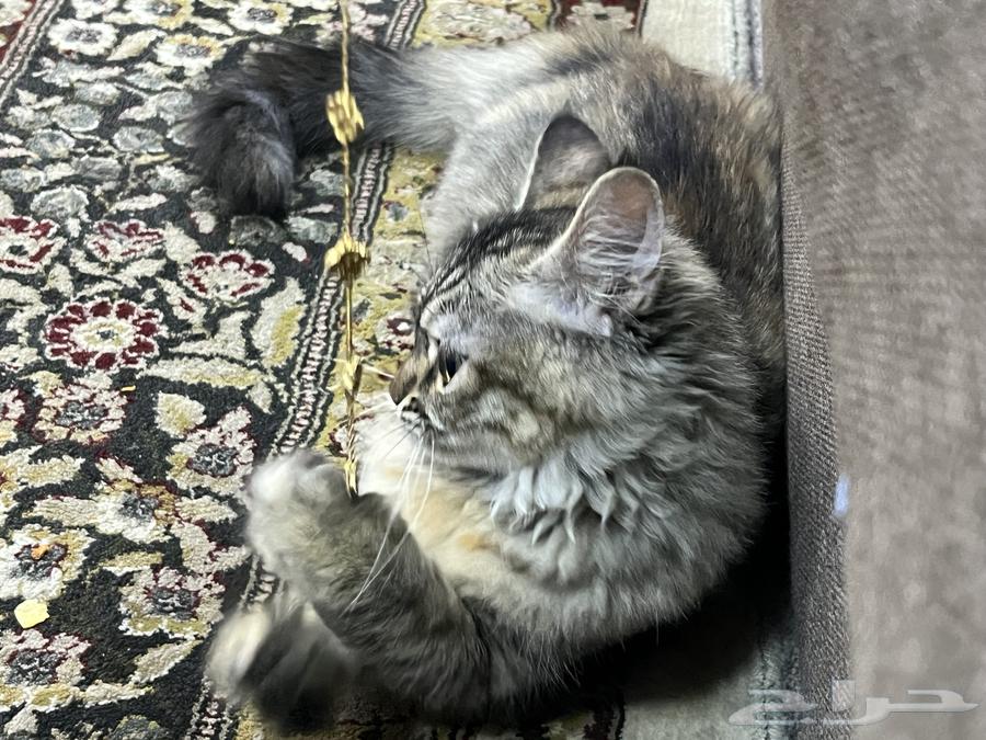 قطة للبيع63028574068738113
