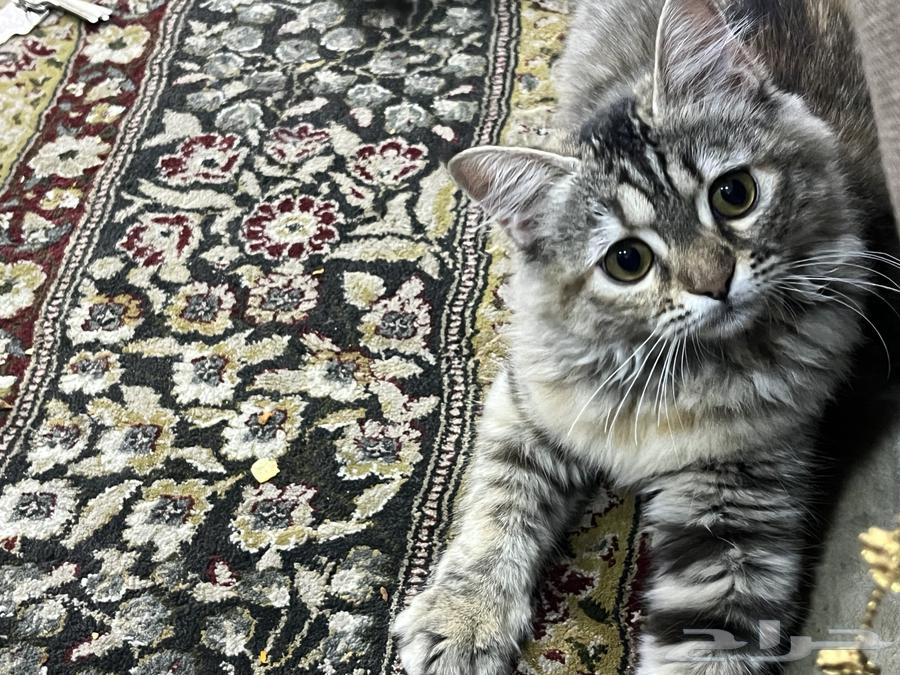 قطة للبيع63028574068738112